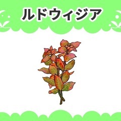 水槽水草ルドウィジアの画像