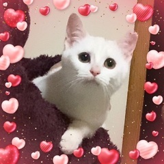 里親さん決定　可愛い女の子　まいちゃん♡