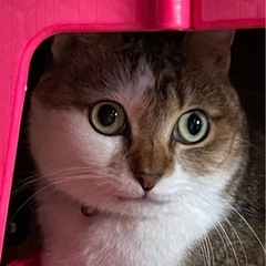 🔮急募の急募🤲🧣里親さん決定しました
