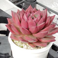 多肉植物　1/19㈰イオン高松東ハンドメイドマーケット　多肉のぱた屋の画像