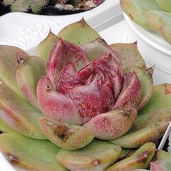 多肉植物　1/19㈰イオン高松東ハンドメイドマーケット　多肉のぱた屋の画像