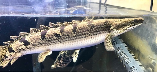 ポリプテルス　デルヘッジ　6匹