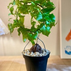 アフリカ原産！冬型の塊根植物！ゴリゴリの立派な塊根！亀甲竜！