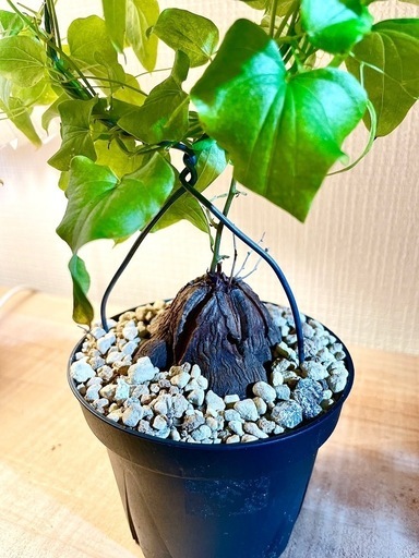 アフリカ原産！冬型の塊根植物！ゴリゴリの立派な塊根！亀甲竜！