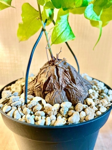 アフリカ原産！冬型の塊根植物！ゴリゴリの立派な塊根！亀甲竜！