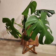 【引き取り限定】観葉植物サンスベリア&モンステラの画像