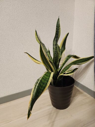 【引き取り限定】観葉植物サンスベリア\u0026モンステラ