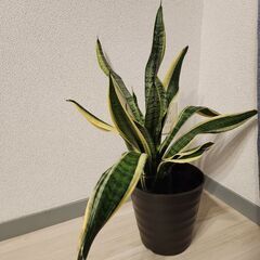 【引き取り限定】観葉植物サンスベリア&モンステラ