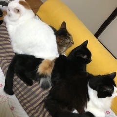 保護猫達の支援をお願い致します