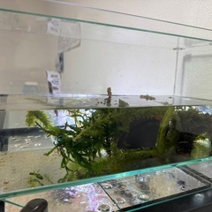 GEX水槽45cm