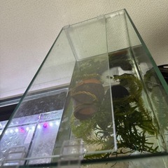 GEX水槽45cmの画像