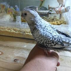 オカメインコ　　1月12日更新
