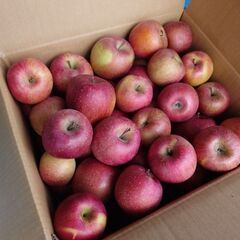 甘くて美味しいりんご🍎信州産ふじ。訳あり品大量出荷、５キロから可能の画像