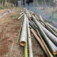 伐採竹差し上げます