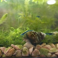 🐚ヒメタニシ🐚の画像