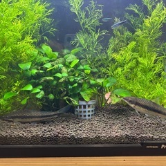 【決定しました】サイアミーズ・フライングフォックス（熱帯魚）　