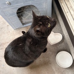 甘えん坊の黒猫男の子　 - 猫