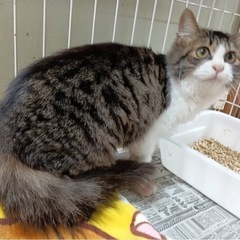 野良猫ちゃんの里親募集 - 伊勢崎市