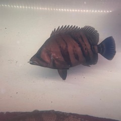 ※最終値下げ　ダトニオリアルバンド　約30cm