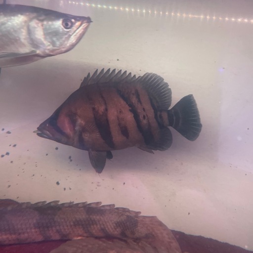 ※最終値下げ　ダトニオリアルバンド　約30cm