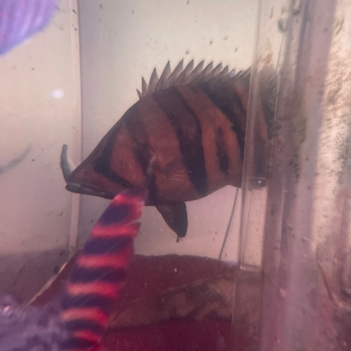 ※最終値下げ　ダトニオリアルバンド　約30cm