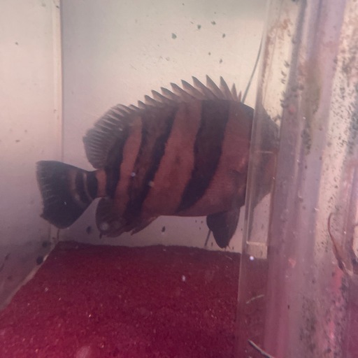 ※最終値下げ　ダトニオリアルバンド　約30cm