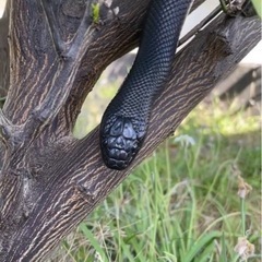 メキシカンブラッキングスネーク