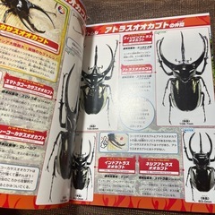 カブトムシ　クワガタ　図鑑の画像