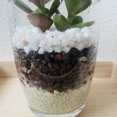 姫黄金花月　金のなる木　観葉植物　多肉植物　ハイドロカルチャー　２本仕立て　の画像
