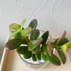 姫黄金花月　金のなる木　観葉植物　多肉植物　ハイドロカルチャー　２本仕立て　の画像