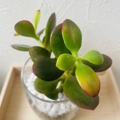 姫黄金花月　金のなる木　観葉植物　多肉植物　ハイドロカルチャー　２本仕立て　の画像