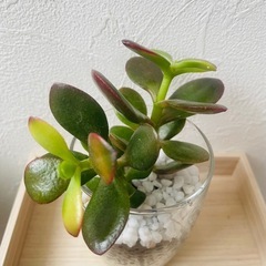 姫黄金花月　金のなる木　観葉植物　多肉植物　ハイドロカルチャー　２本仕立て　の画像
