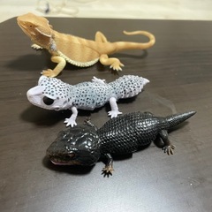 爬虫類 ガチャガチャ フィギュア
の画像