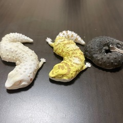 レオパ ガチャガチャ お昼寝ver.