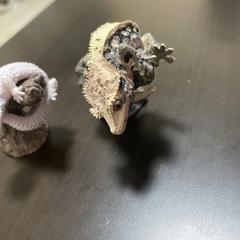 爬虫類 ガチャガチャ 2種類