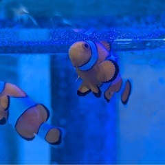 カクレクマノミなど海水魚