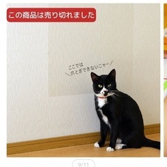 ペット、子供落書き壁保護シートの画像