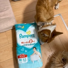 赤ちゃん用おむつください