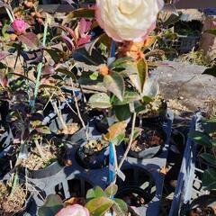 さざんか　山茶花　日の出富士　植木　庭木　苗の画像