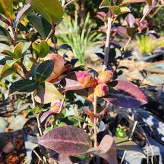 さざんか　山茶花　日の出富士　植木　庭木　苗の画像