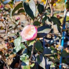 さざんか　山茶花　日の出富士　植木　庭木　苗の画像