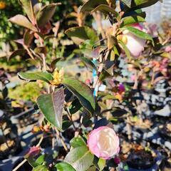 さざんか　山茶花　日の出富士　植木　庭木　苗の画像