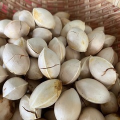 割れ目入れてあります🍀完全無農薬🍀❣️むちむちで❣️とても美味し...