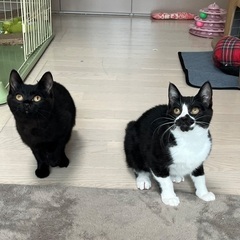 生後4ヶ月くらい 白黒 - 里親募集