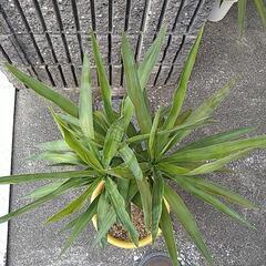 ユッカエレファンティペス（鉢付き）の画像