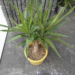 ユッカエレファンティペス（鉢付き）の画像