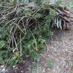 薪などにどうぞ