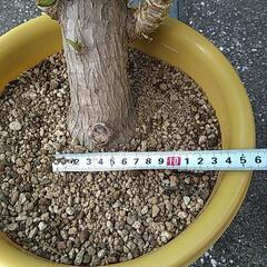 ユッカエレファンティペス（鉢付き）の画像