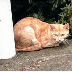 里親募集中。可愛い猫達を幸せにする会です。