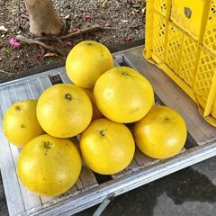 柑橘類が好きな人、ブンタンどうですか。